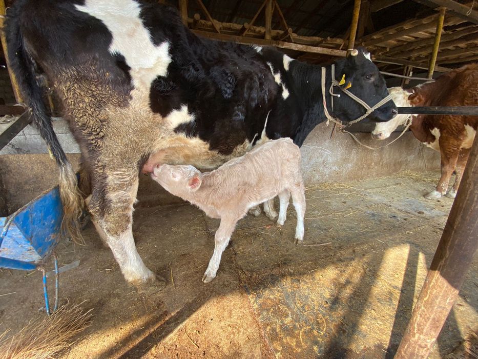 Бұзаулы сиыр сатылады