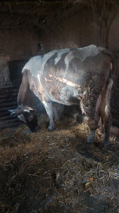 Крава заплодена във 5 месец