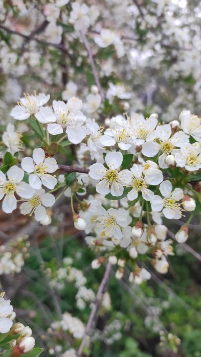 Продам дом мкр Западный