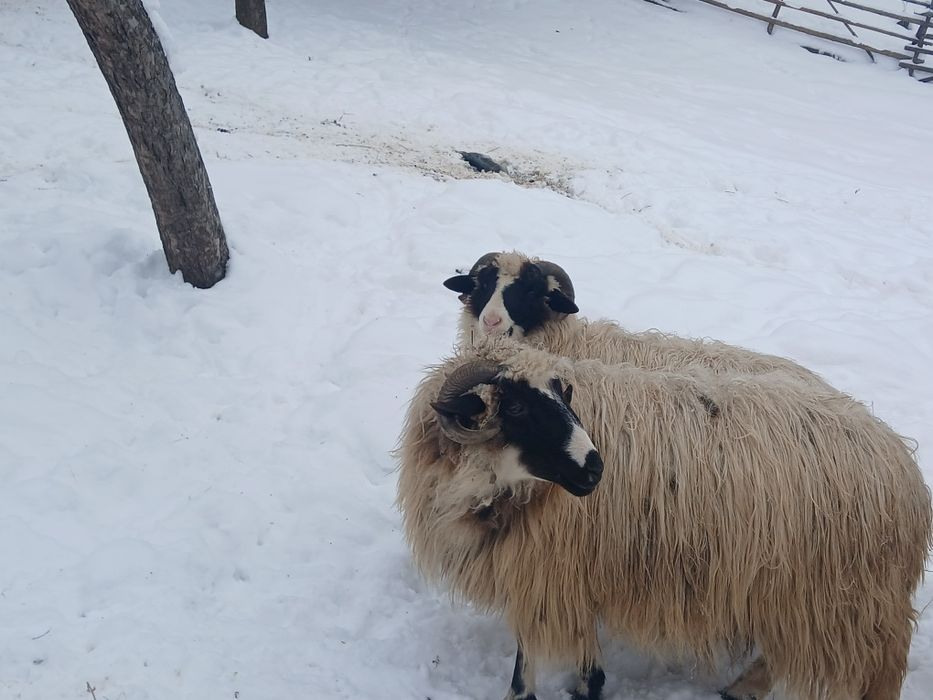 Vând Noatin cu nasu alb!