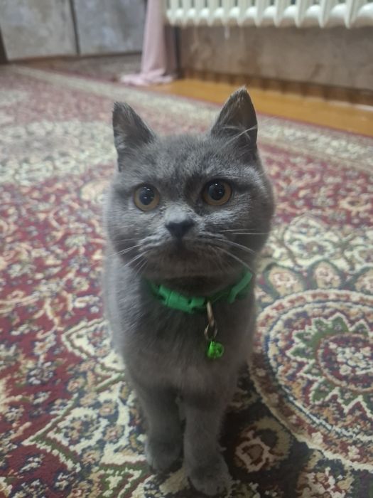 Mushik sotiladi zotli