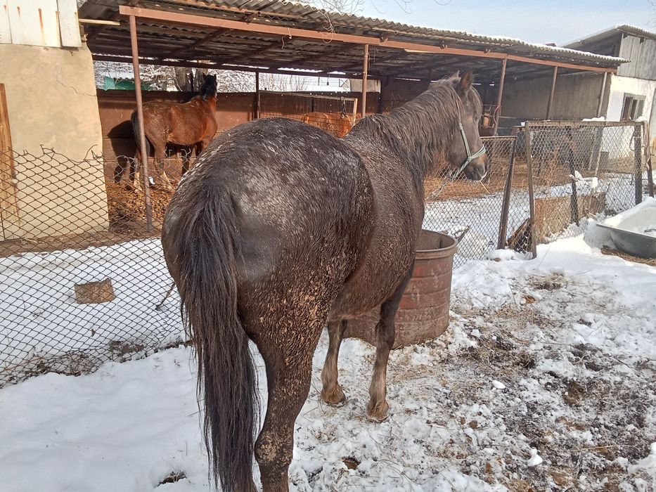 Бие сатылады семиз