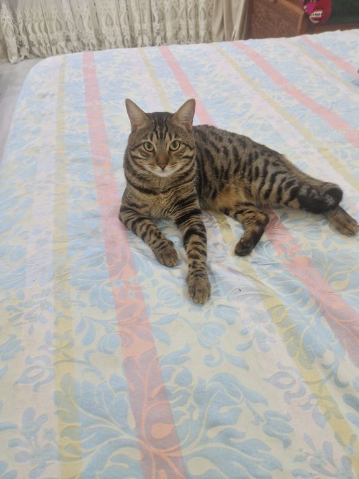 Отдам в добрые руки Бенгала