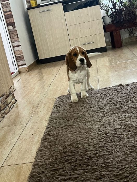 Mailo își caută familia pentru totdeauna!