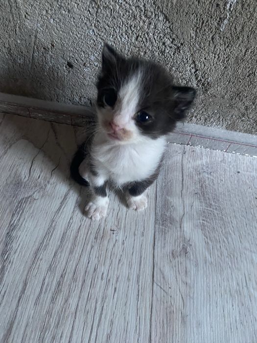 Отдаю котят, в добрые руки
