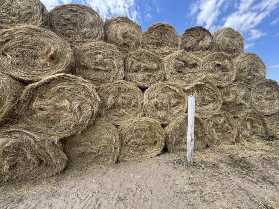 Шөп пішен сатылады сено продажа
