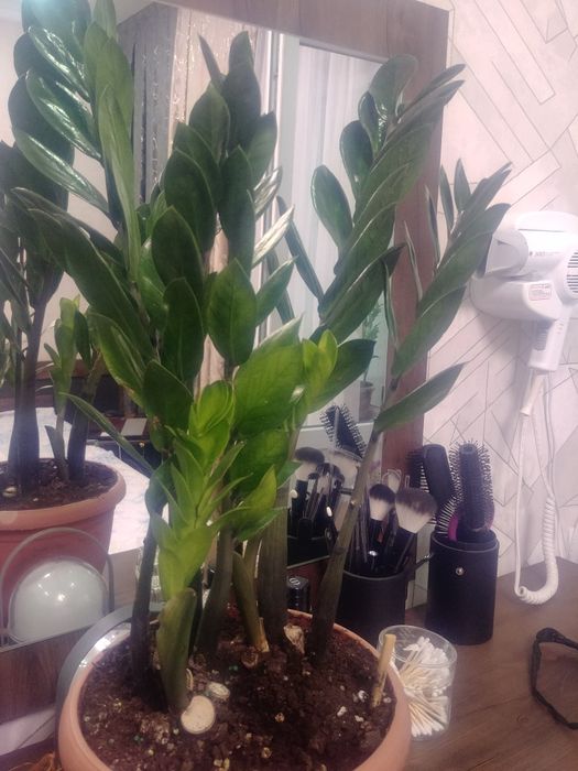 Новый сорт Пирамида 50~60см