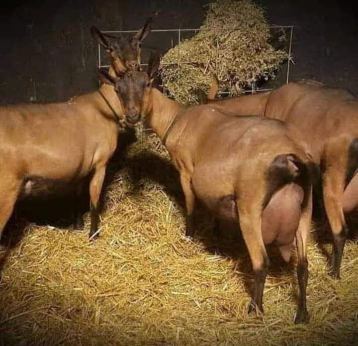 Capre alpine franceze cu pedigree