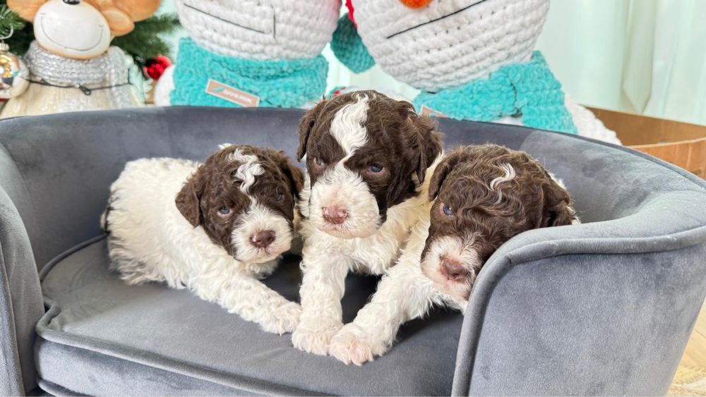 Щенки Лаготто Романьоло