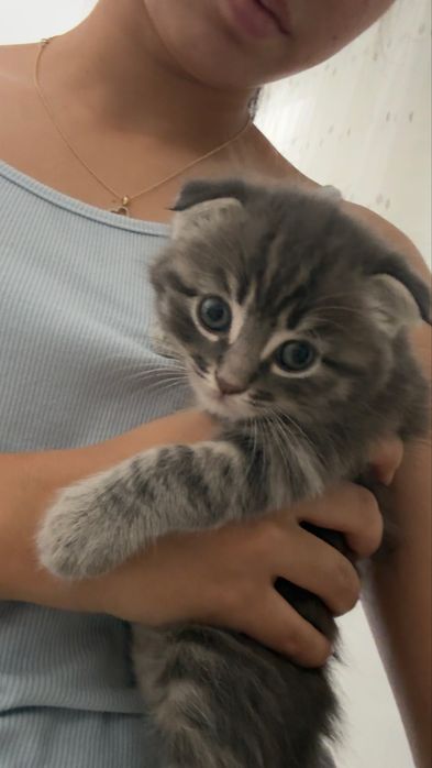 шатладские вислоухие котята