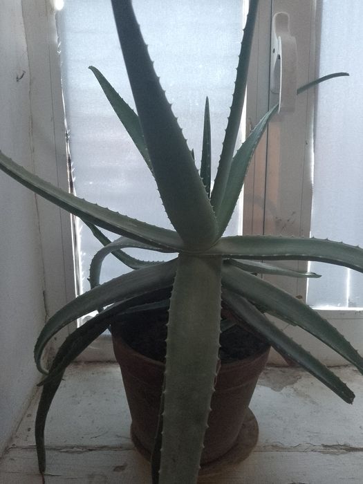 Хорошоий састаяний