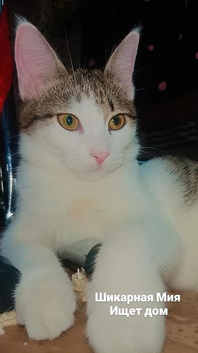 Сладкий котёнок Мия