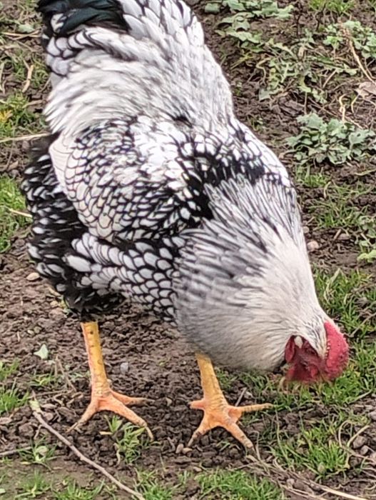 Vand cocos Wyandotte