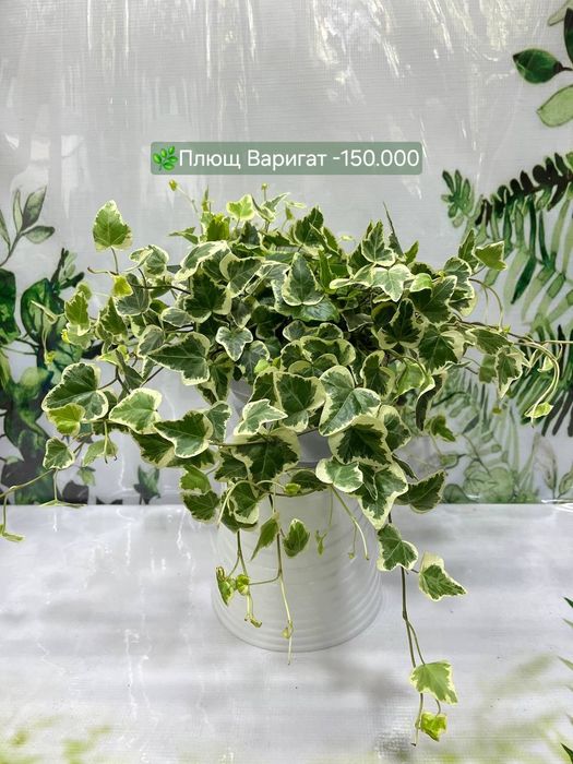 Алоказия  Локо и Алоказия Мандалай, Алоказия Бамбино