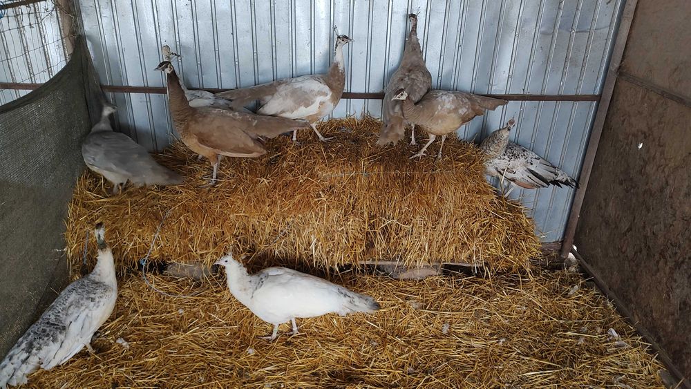 Păuni pt pretențioși!!!