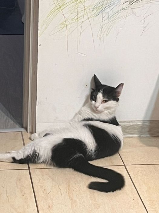 Кошка очень хорошая
