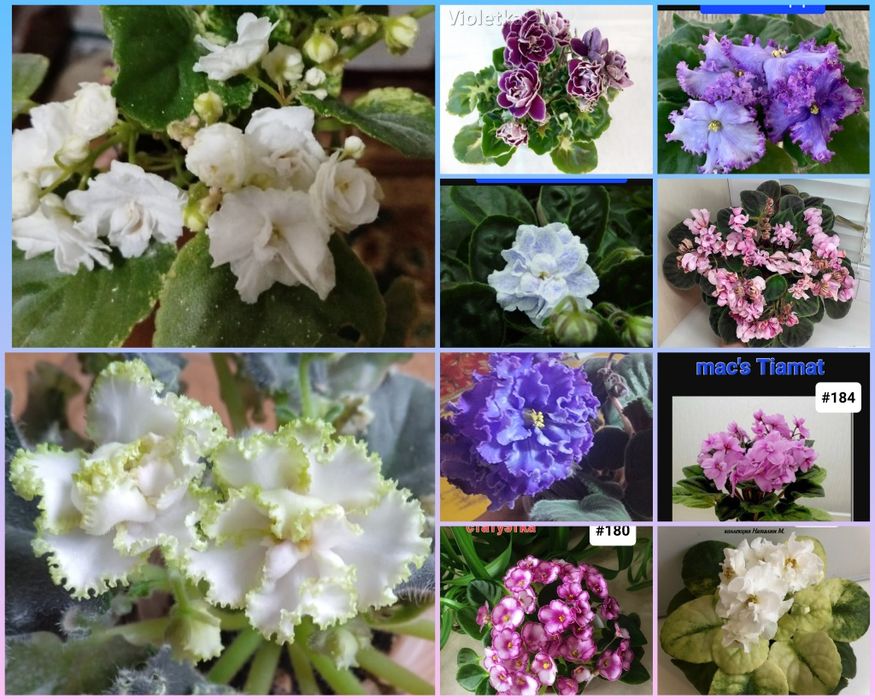 Детки сортовых фиалок