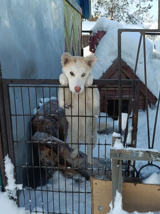 Отдам собачку полгода