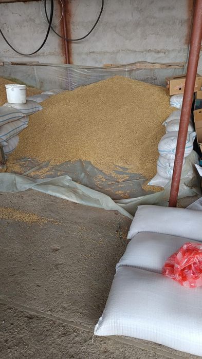 Vând grau si orzoaica 2025