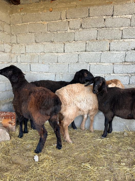 Кой, Токты, Қой, Тоқты семіз 2 дана калды