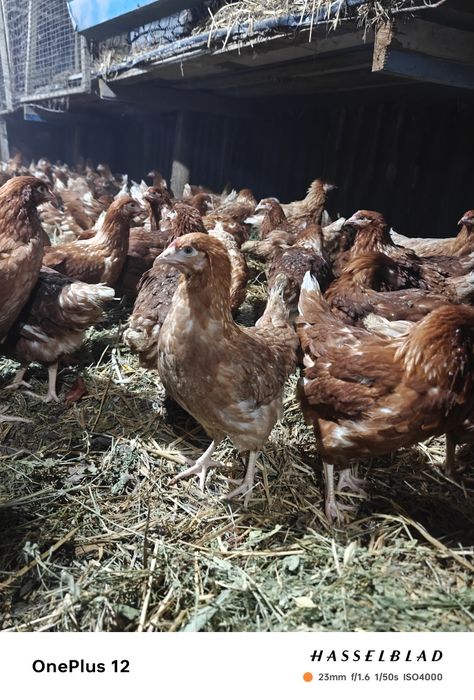 Куры ломан брауны