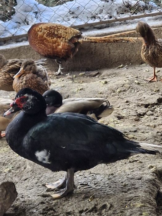 Vand sau schimb rate pitice olandeze