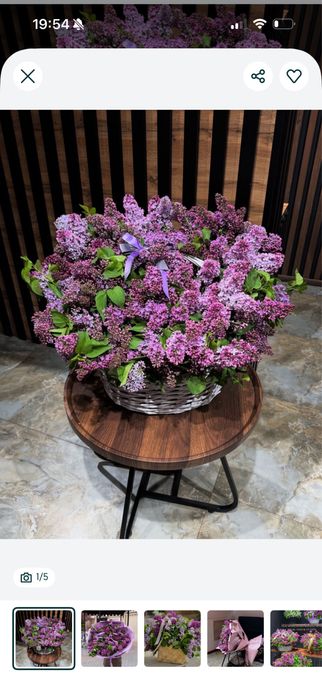 сирень домашняя крупная