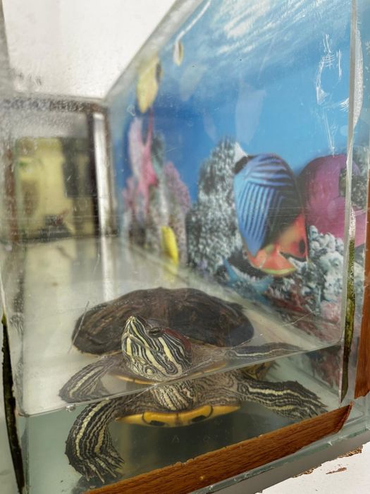 красноухая черепаха