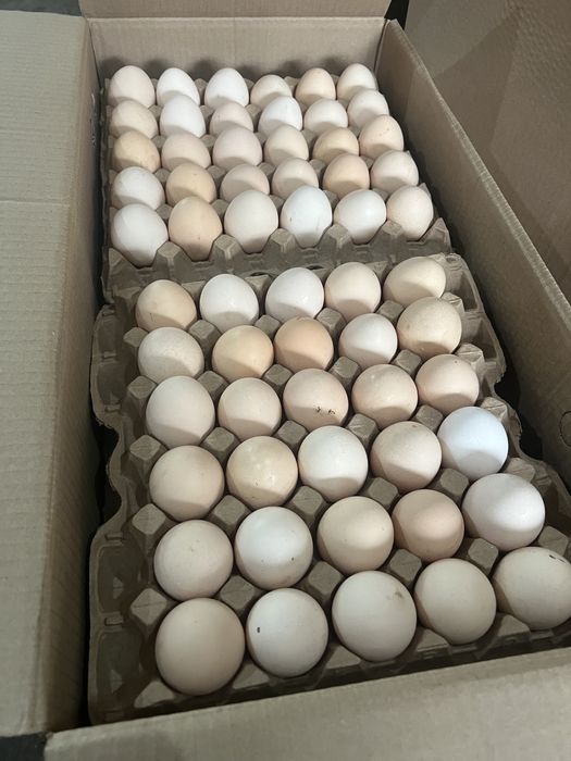 Инкубационный яйцо