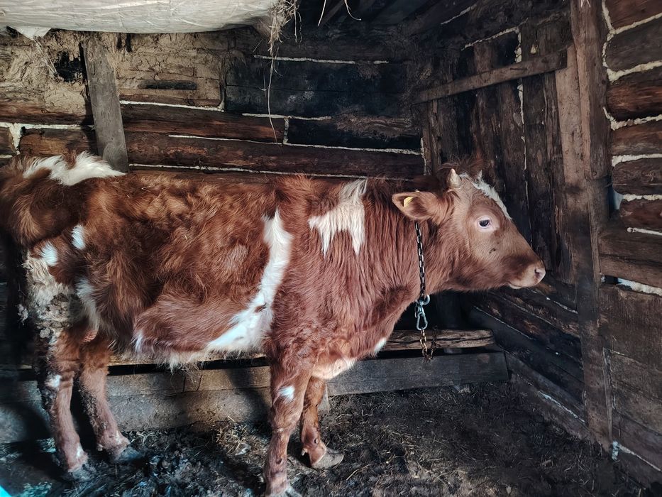 Продам бычков возраст 1 год