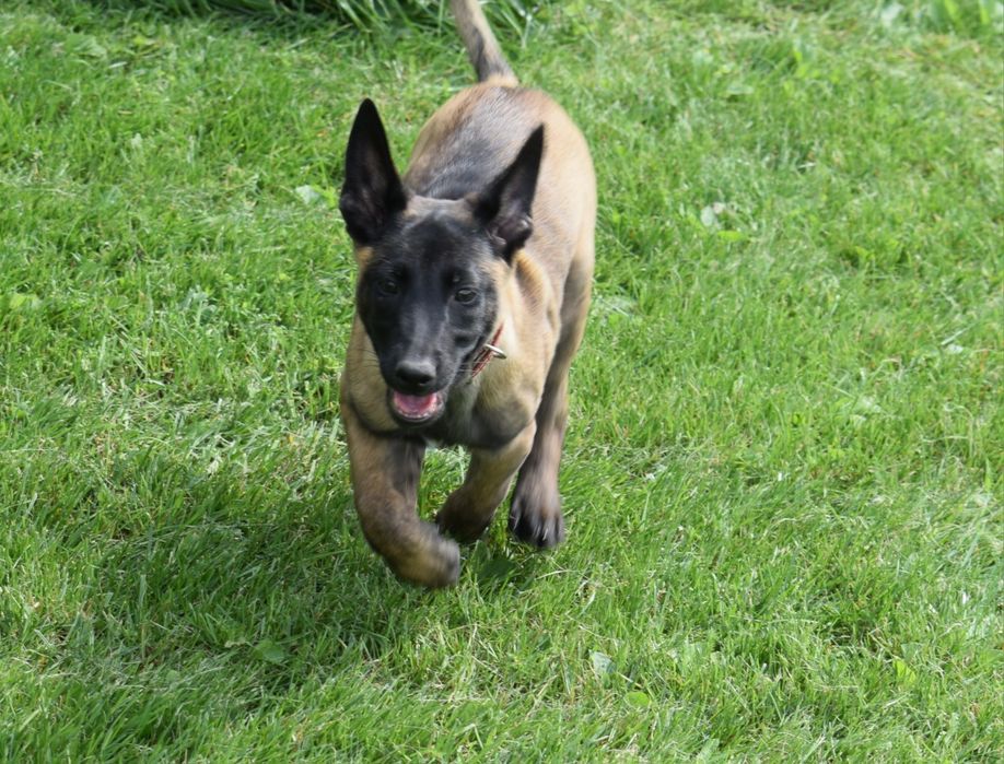 Ciobănesc Belgian Malinois