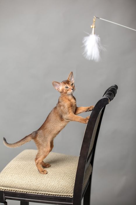 Абиссинские котята