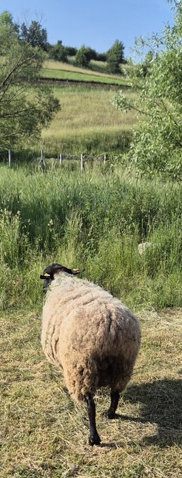 Berbec hibrid  suffolk
