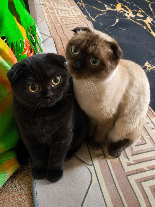 Продаём 2 котятв