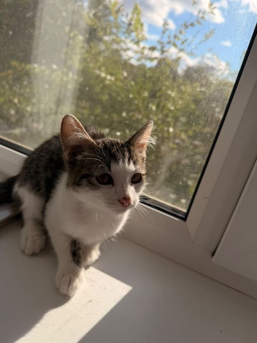 Отдам котят в добрые руки