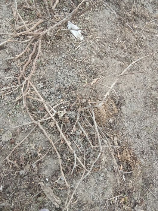 Кусты винограда столовые