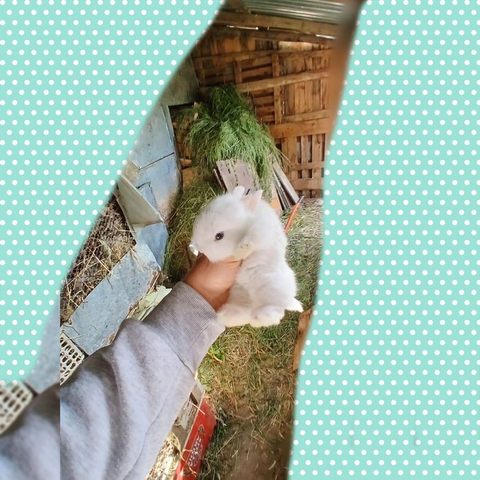 Iepuri rasa pitică de vânzare și berbec