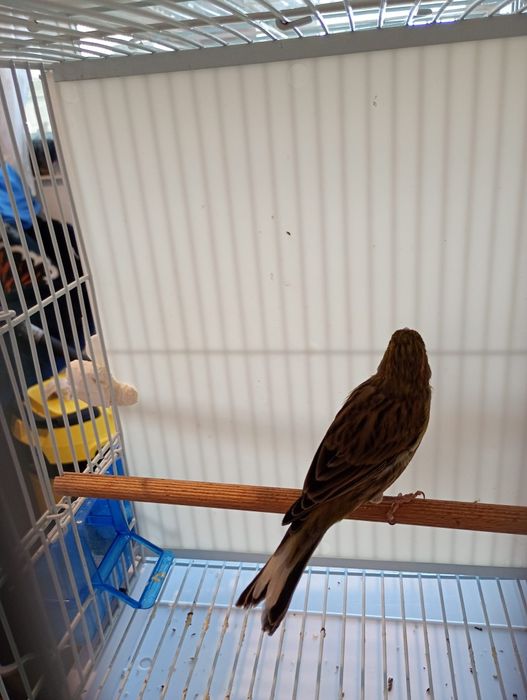 Canari. Masculi și femele