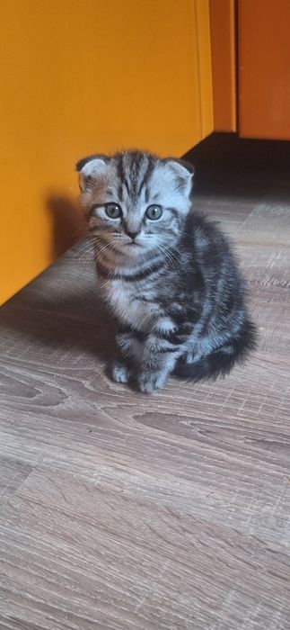 Котята шотландской породы