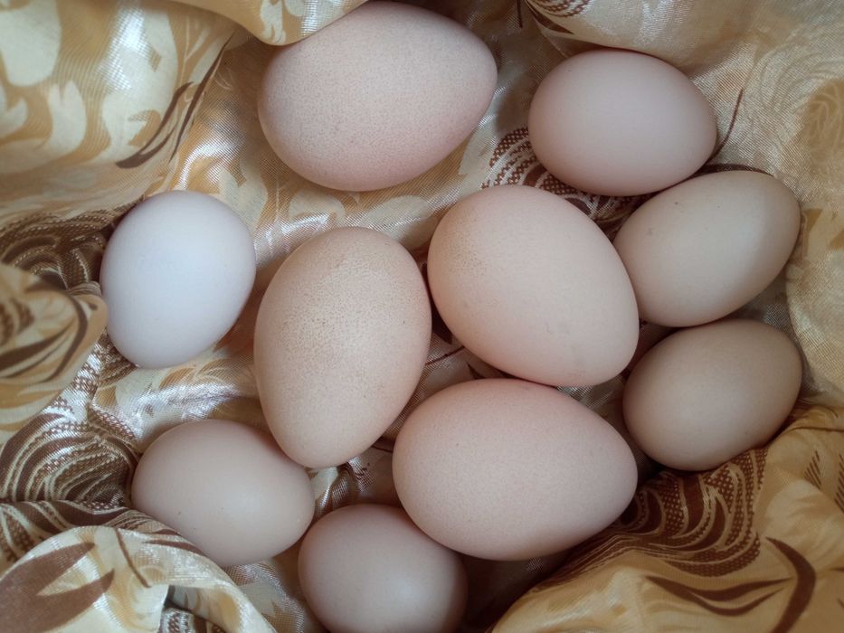 yangi tuxum, tovuq va tovus,