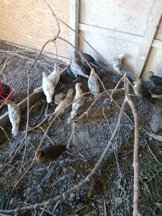 Fazani auriu pe roșu, galben și piersică, mai am doar băieți.