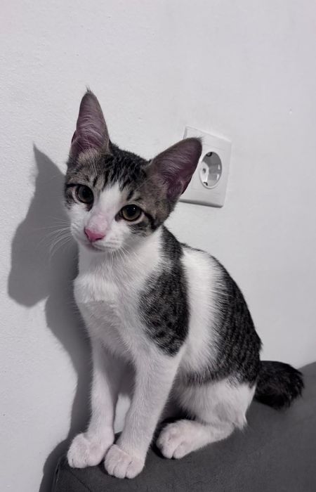 Pisicuțe pentru adopție