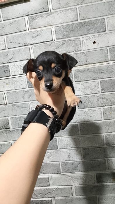 Мини Тойчики осталось одна