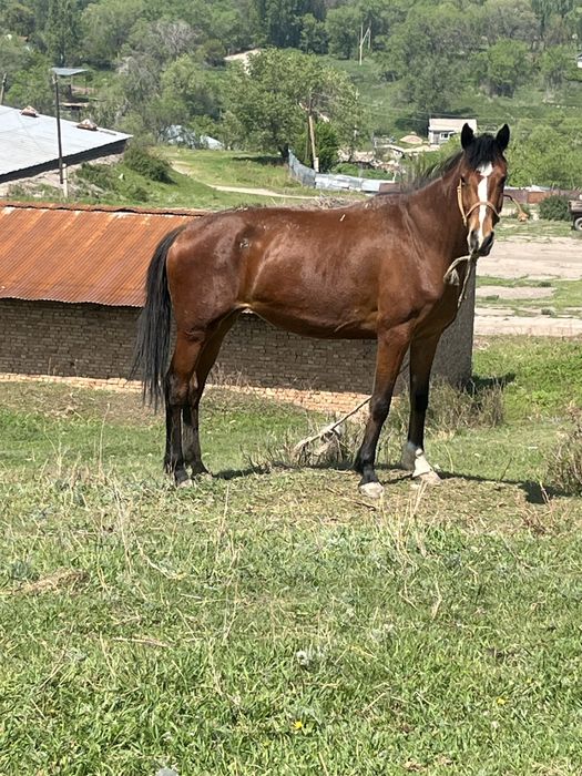 Продаётся отличная кобыла бие с тайчиком