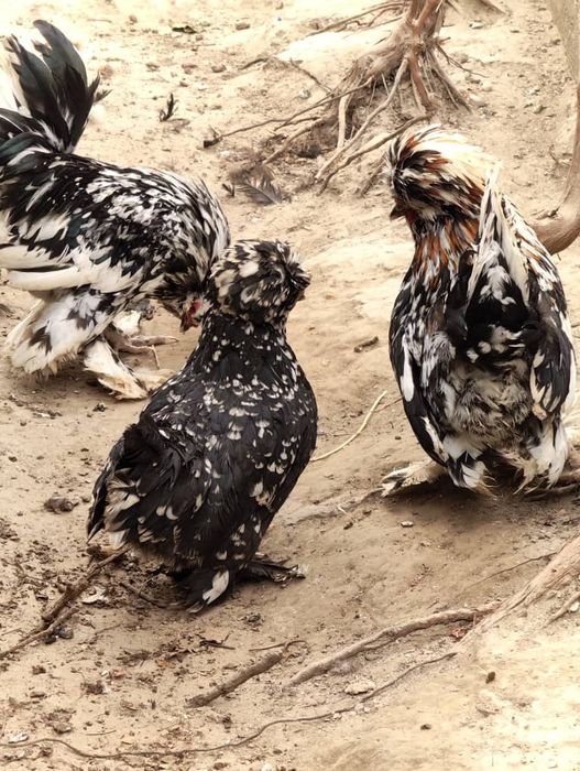 япон товуклар сотилади