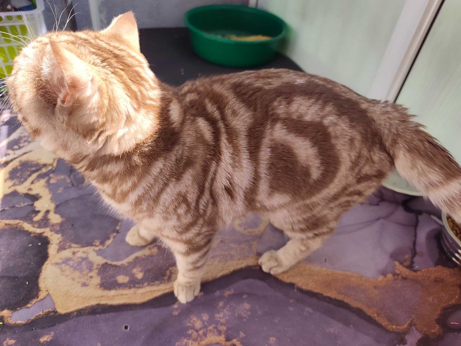 Скоттиш страй кот