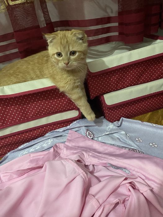 Скотиш фолд сотилади