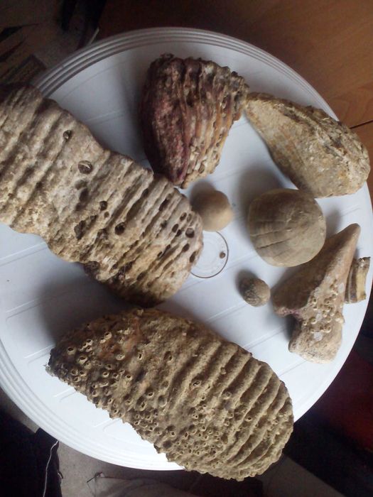 Вкаменелости от динозавър Рекс