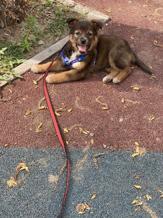 Щенок кобель  помесь