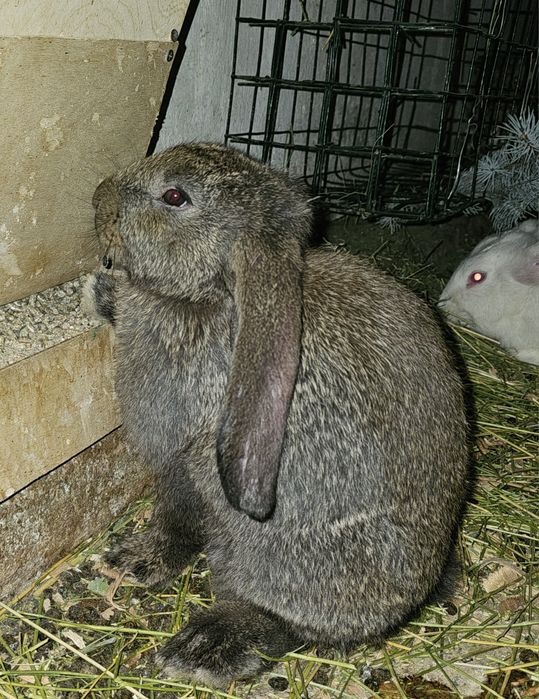 Французский баран крольчата 2 месяца продам
